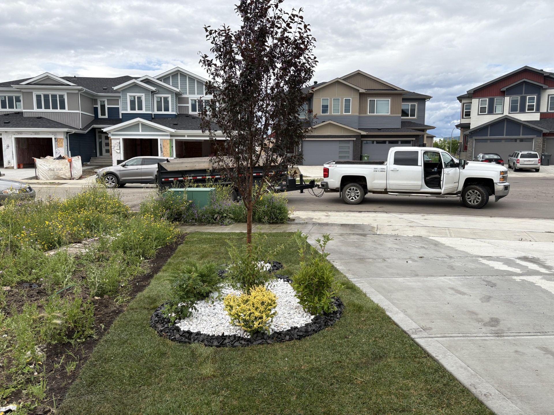 Tree planting and sod installation in Edmonton